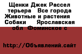 Щенки Джек Рассел терьера - Все города Животные и растения » Собаки   . Ярославская обл.,Фоминское с.